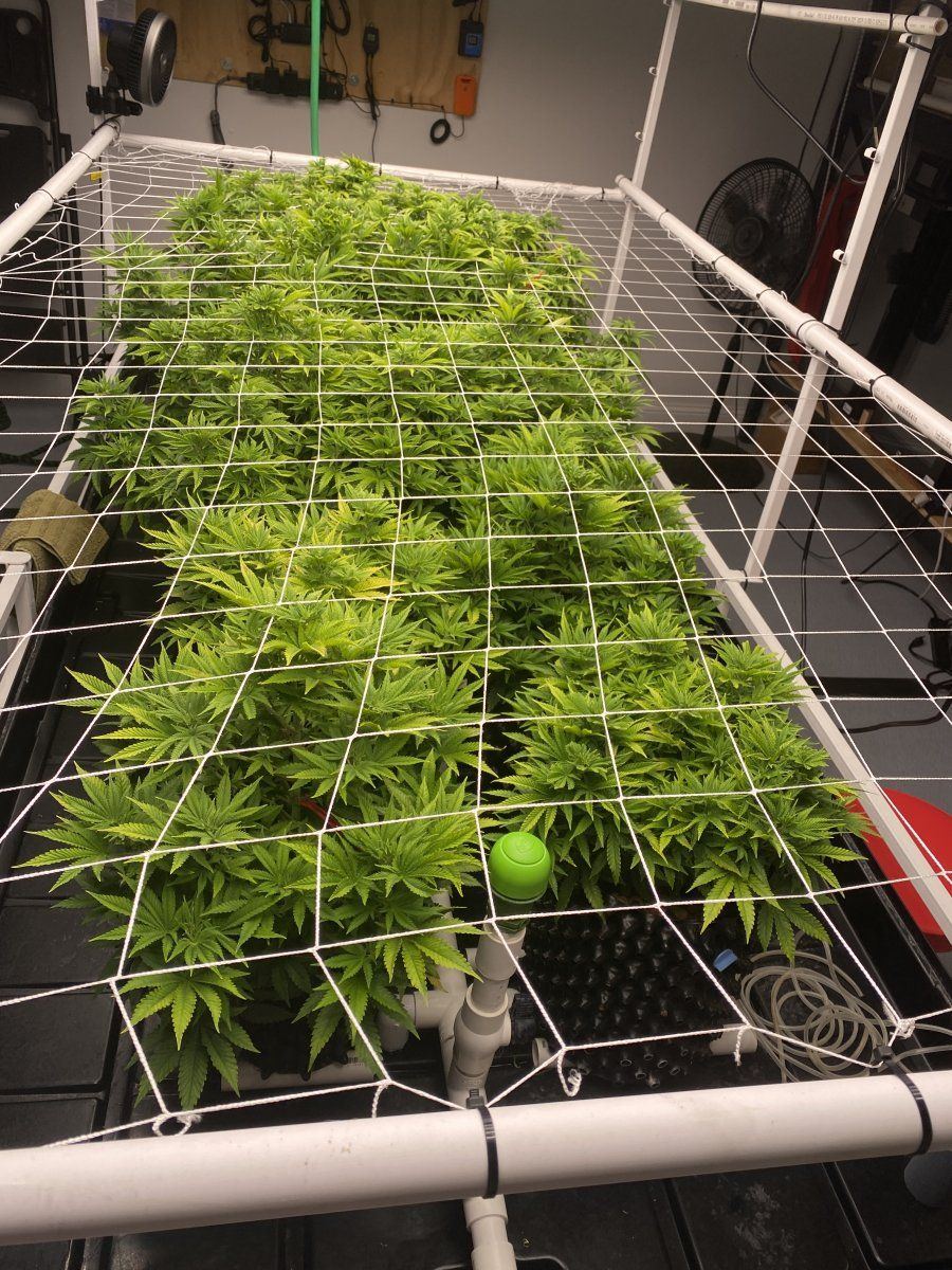 Lockout or a nutrient deficiency 7