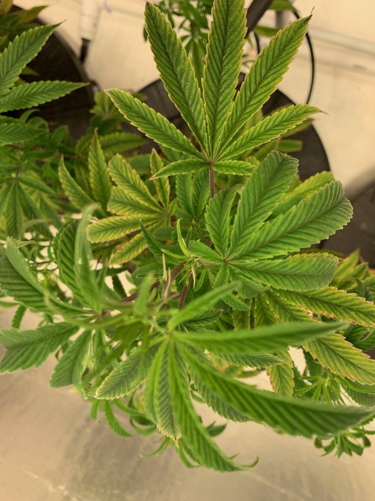 Lockout or deficiency in coco 3