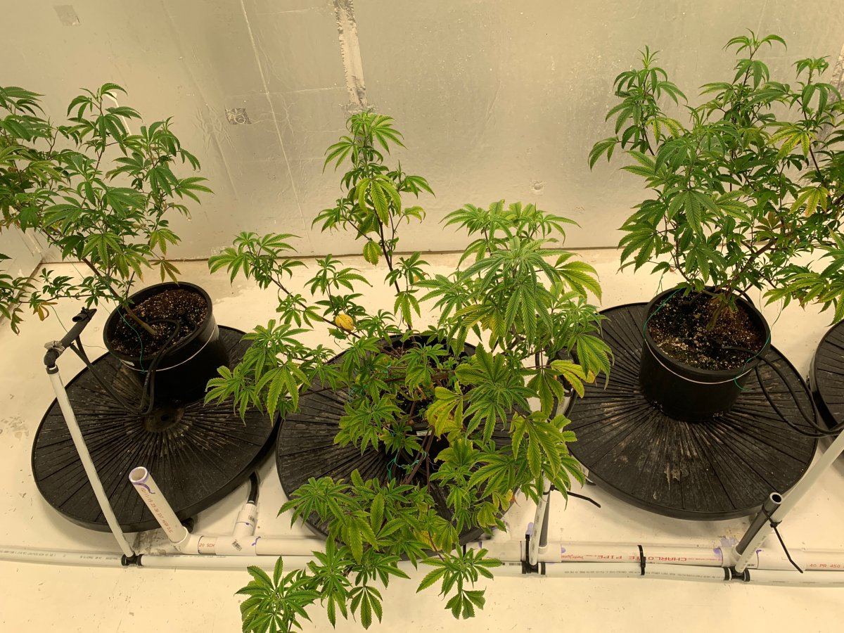 Lockout or deficiency in coco 4