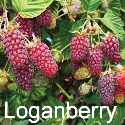 LoganBerry