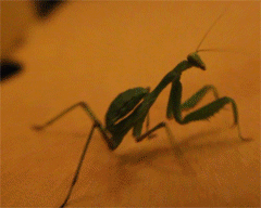 LOL Mantis