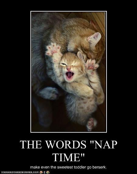 Lolcats1