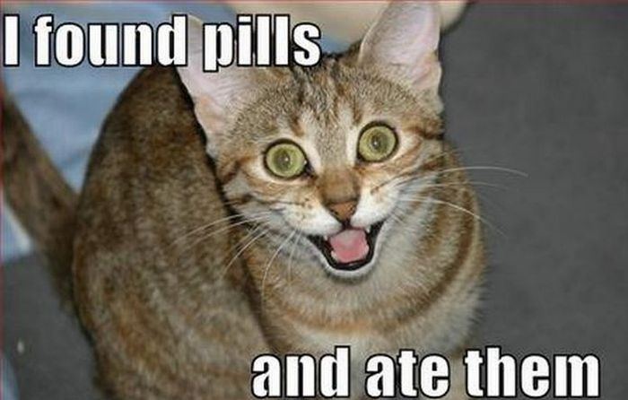 Lolcats2
