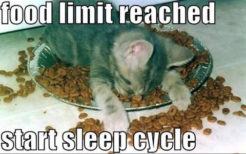 Lolcats3