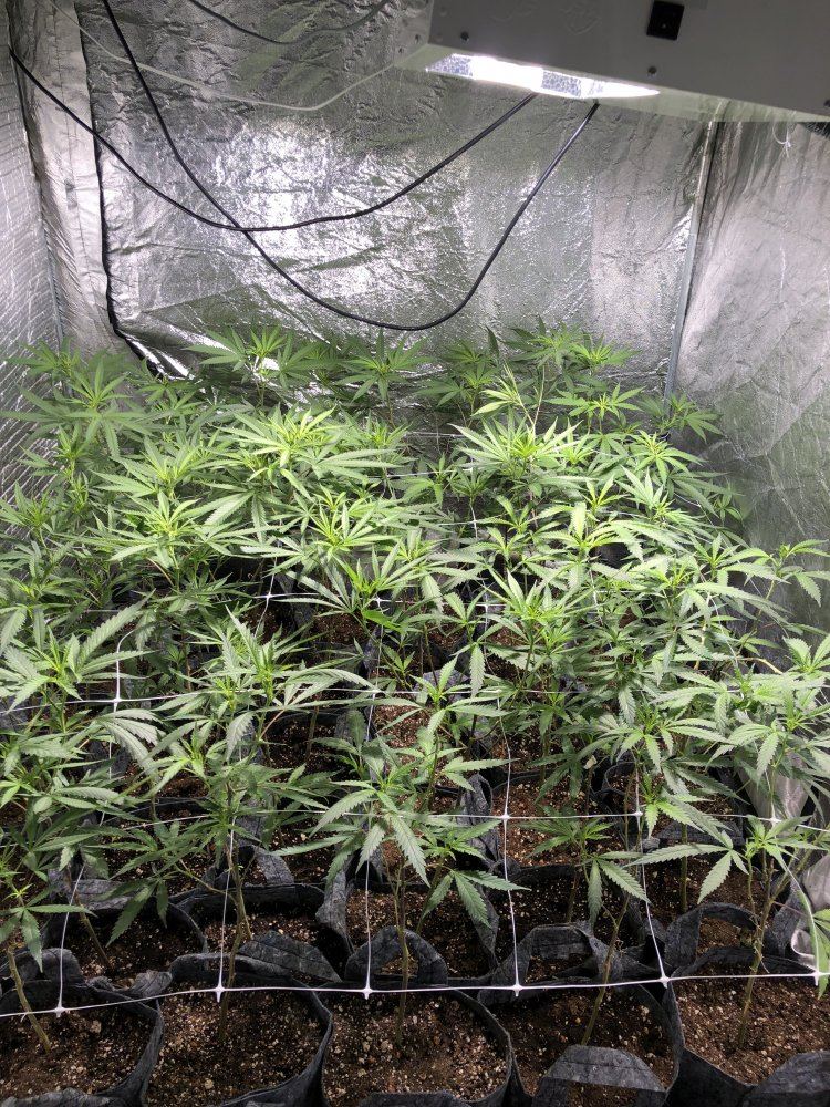 Lollipopped too much first indoor grow bluecookies and bluezkittles 2