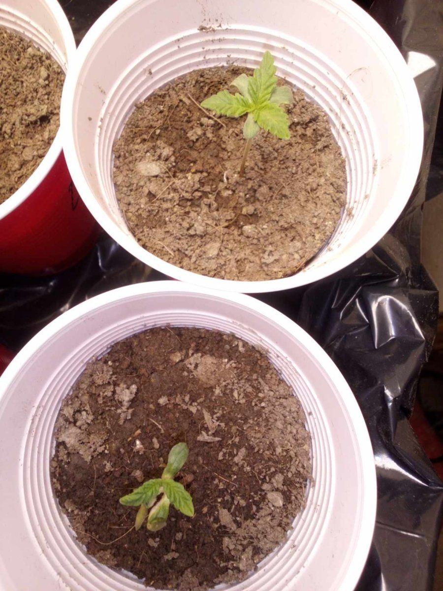 Long time grower   back at it   interesting genetics 2