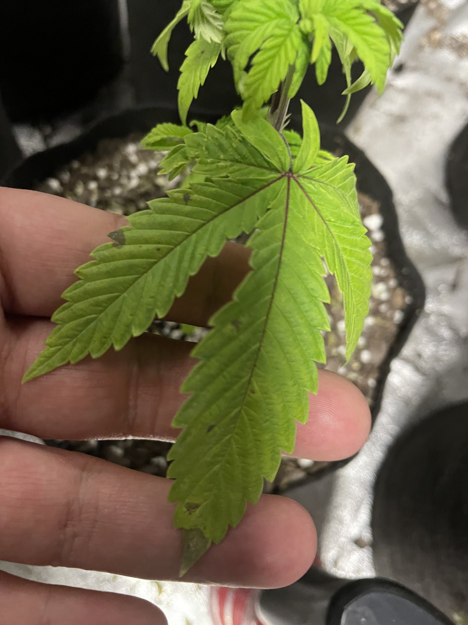 Long time smoker first time grower any advice appreciated 11