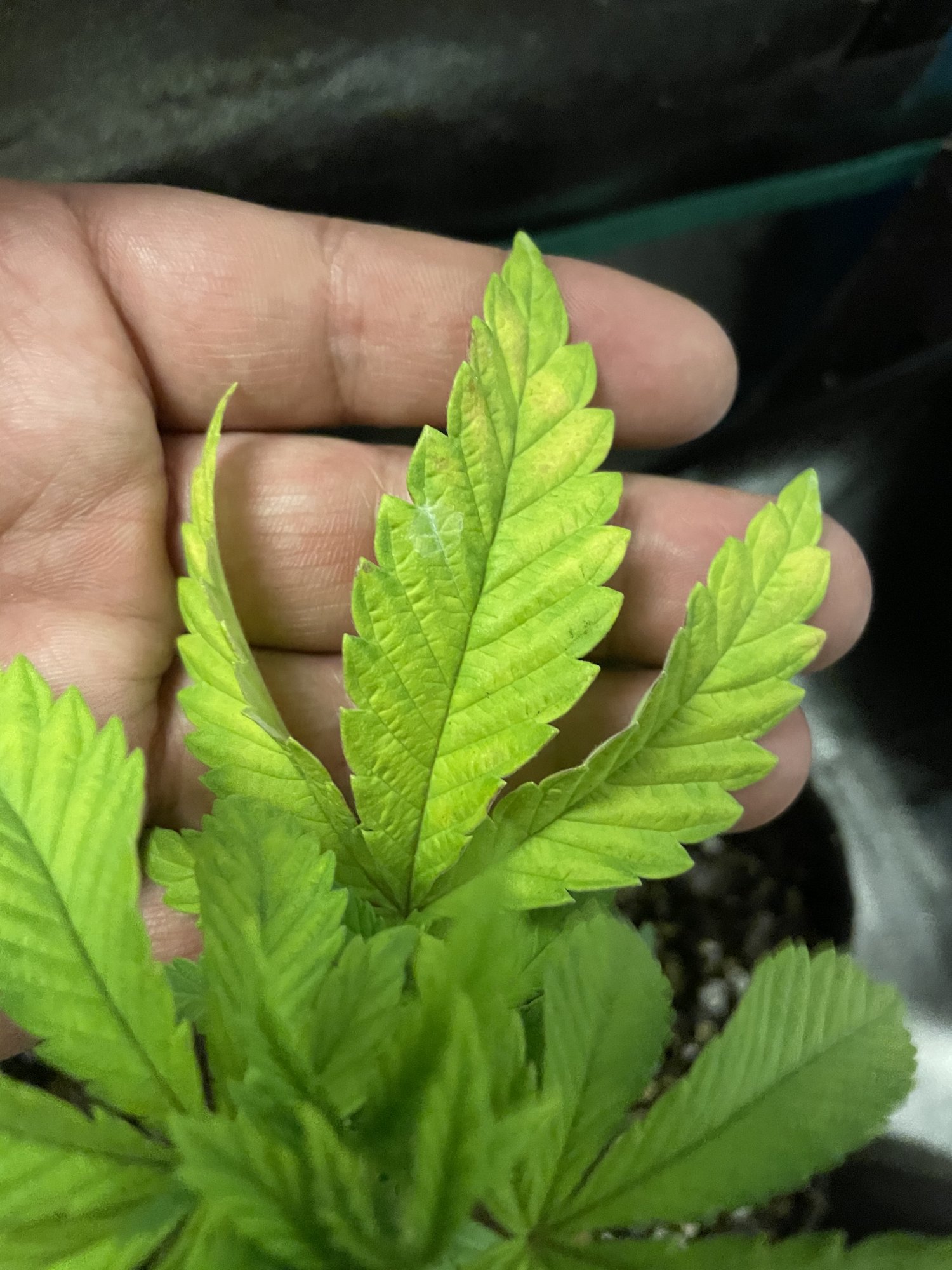 Long time smoker first time grower any advice appreciated 12