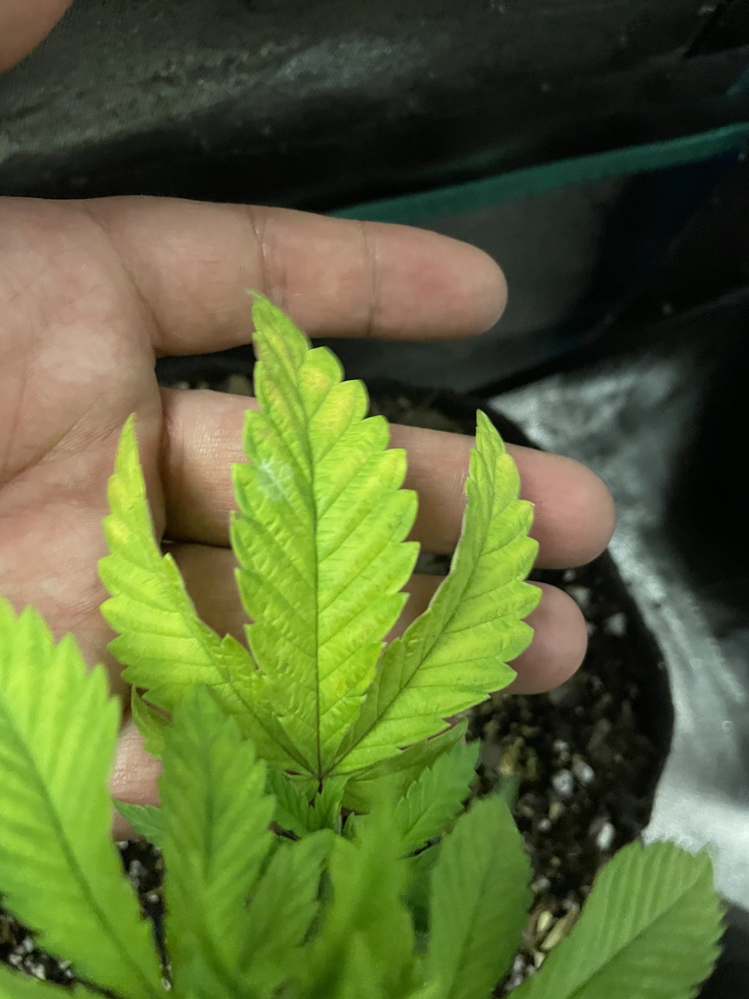 Long time smoker first time grower any advice appreciated 13