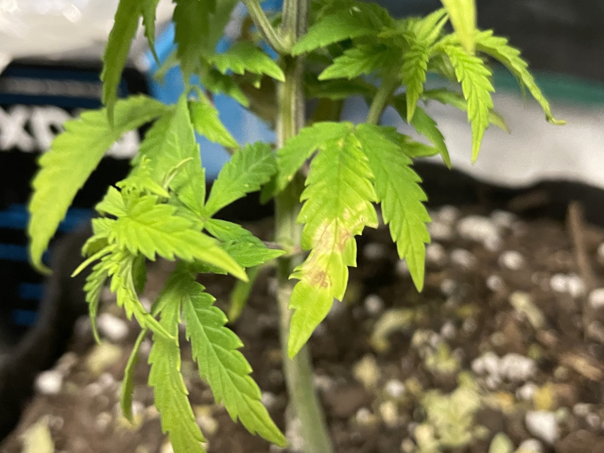 Long time smoker first time grower any advice appreciated 15