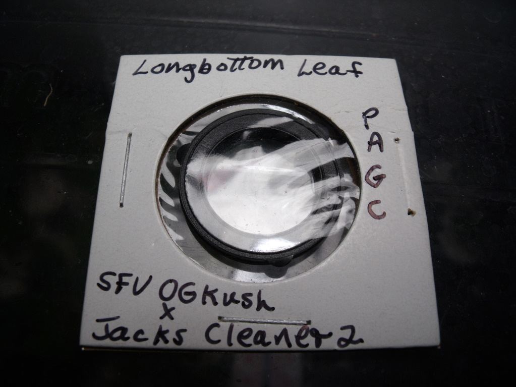 Longbottom leaf sfv og kush x jc2 10