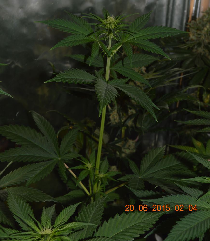 Longestfemale