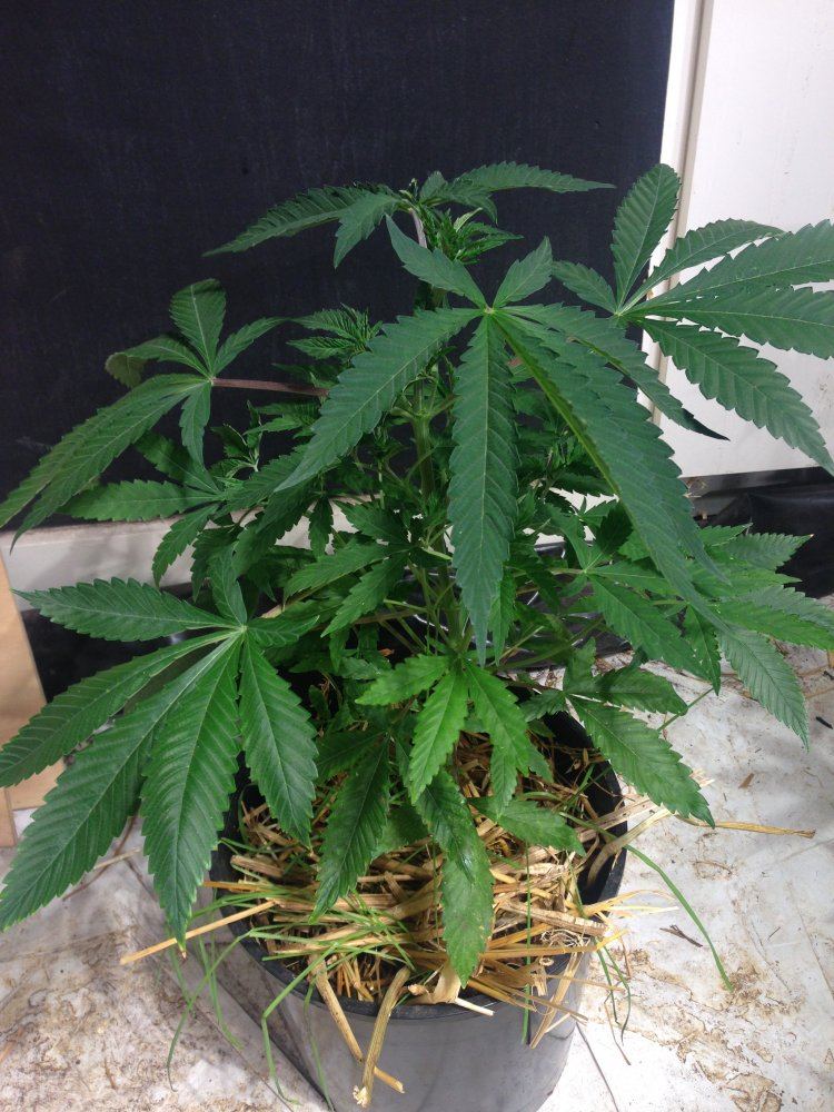 LongValleyRoyalKush