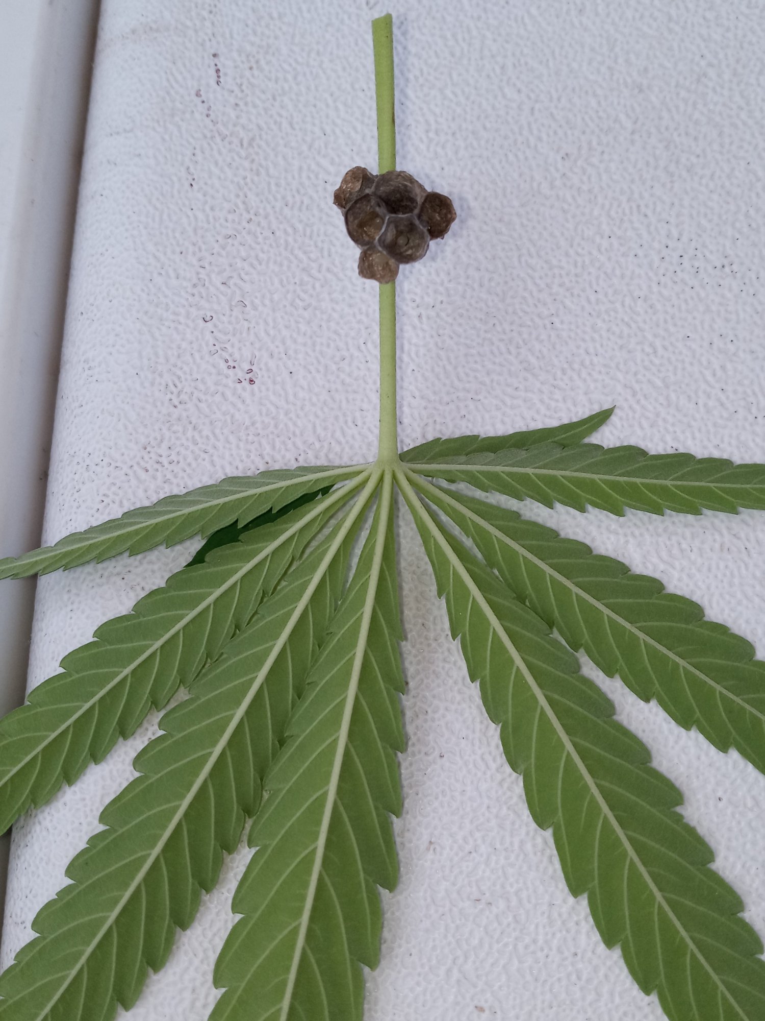 Look what i found in my plant 2
