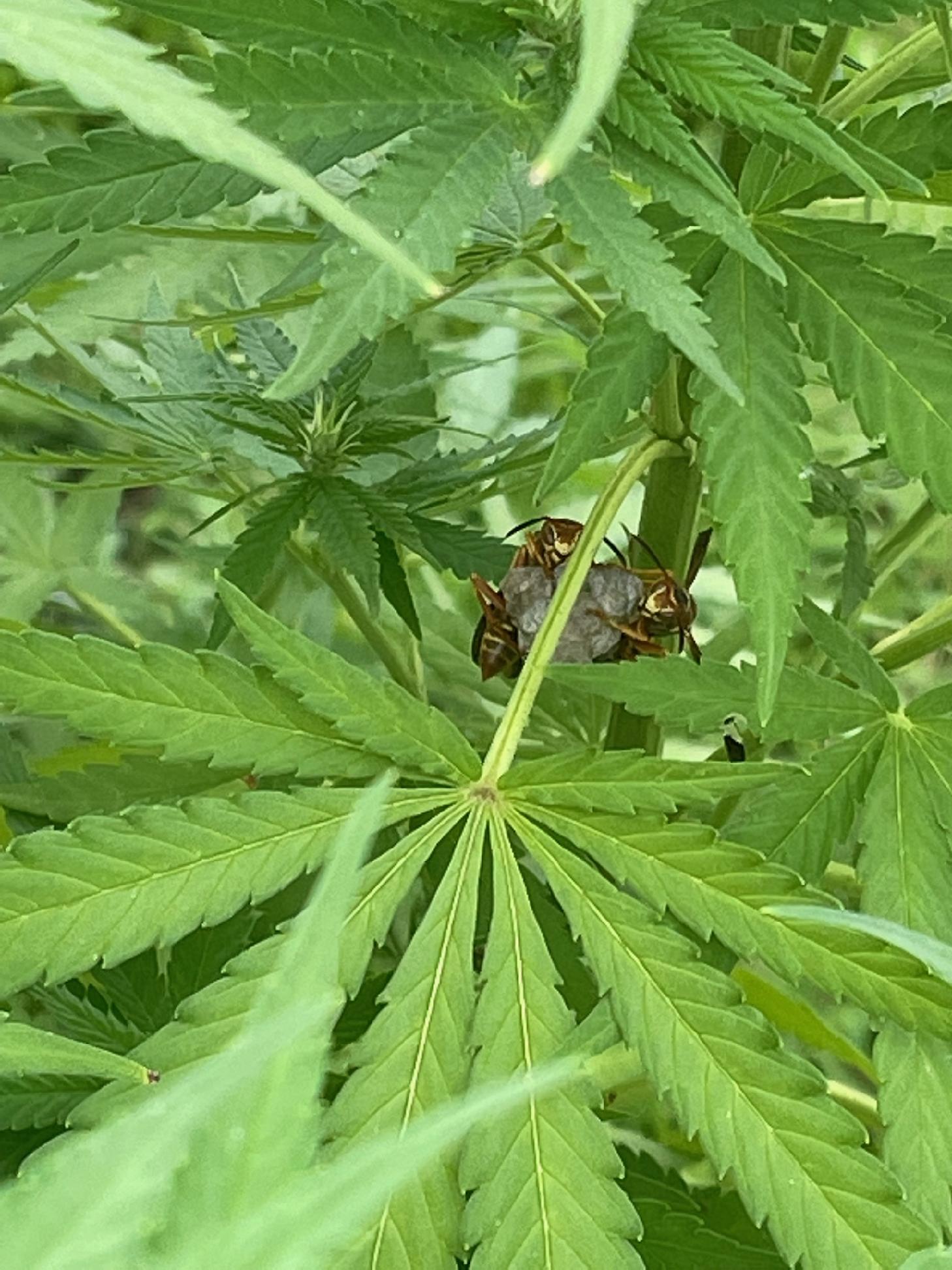 Look what i found in my plant