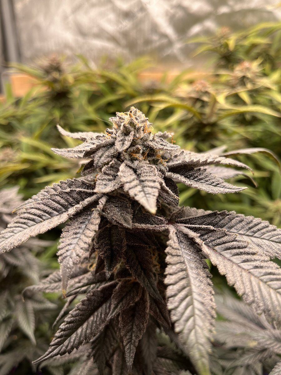 Lookin for insight on 1st grow and can anyone tell me if its close to harvest time