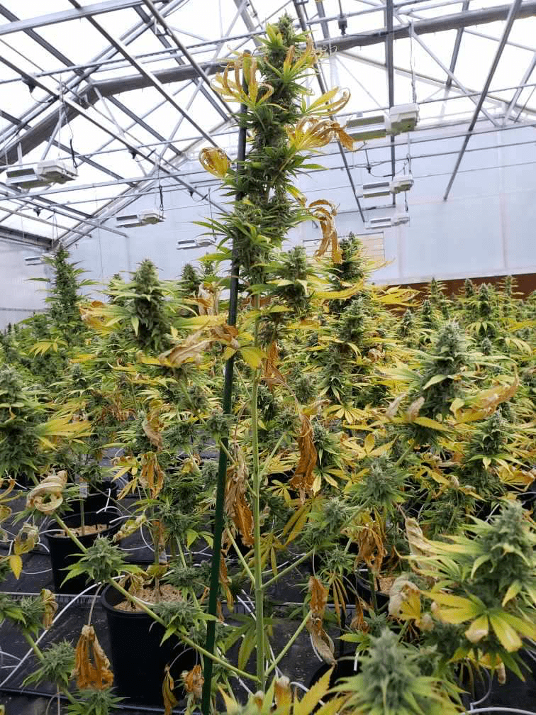 Looking for advanced growers thoughts on this flowering nutrient deficiency  excess  thanks 10