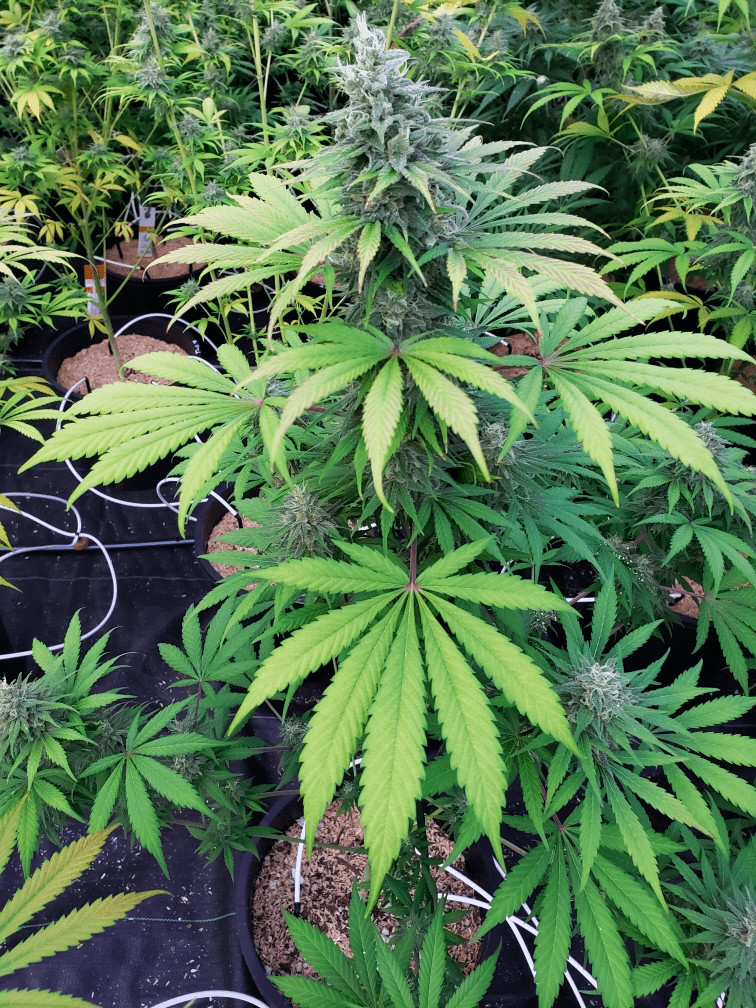 Looking for advanced growers thoughts on this flowering nutrient deficiency  excess  thanks 3