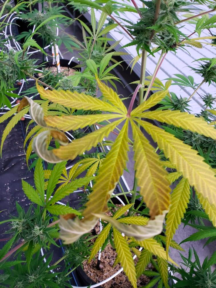 Looking for advanced growers thoughts on this flowering nutrient deficiency  excess  thanks 4