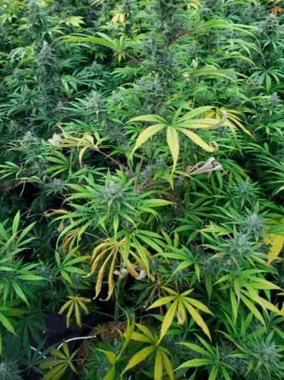 Looking for advanced growers thoughts on this flowering nutrient deficiency  excess  thanks 7