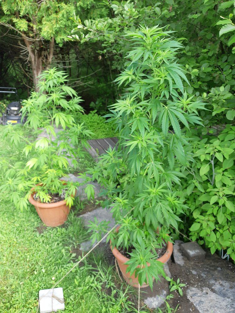 Looking for advice about my nutrients deficiency 4