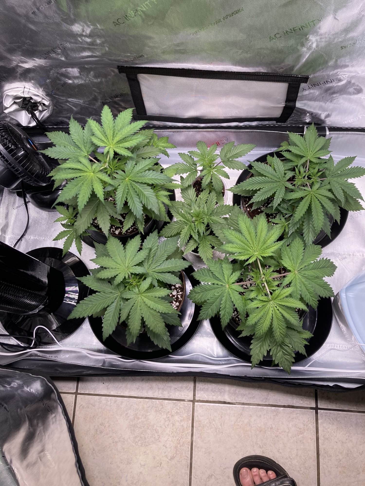 Looking for any advice feedback on how the babies are looking first timer here 2