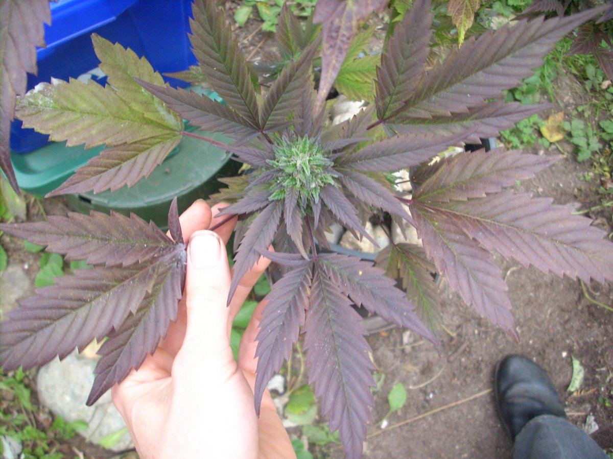 Looking for background info on my number one favourite outdoor strain 10
