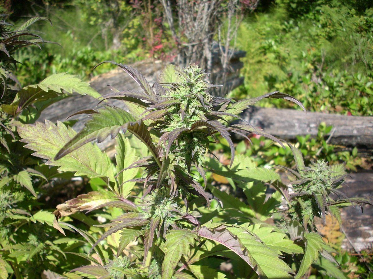 Looking for background info on my number one favourite outdoor strain 3
