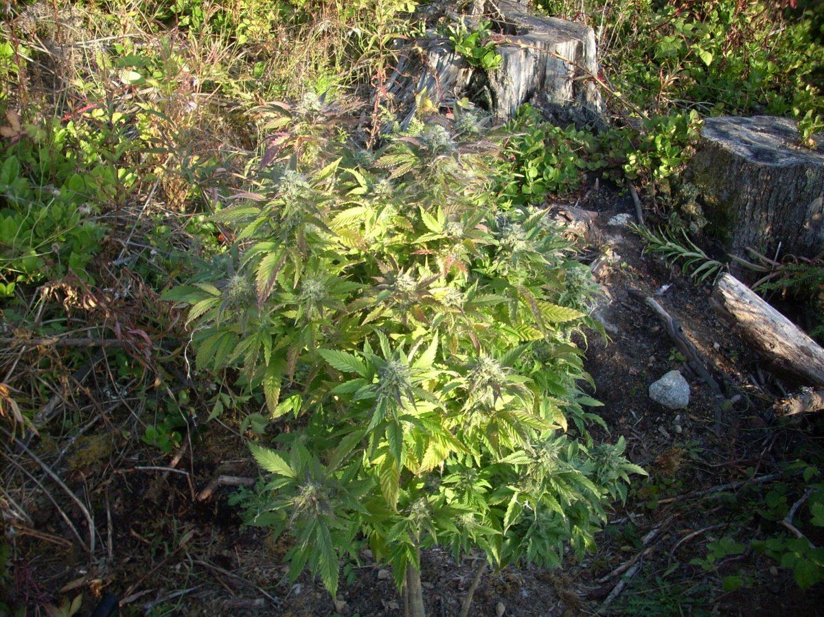 Looking for background info on my number one favourite outdoor strain 5