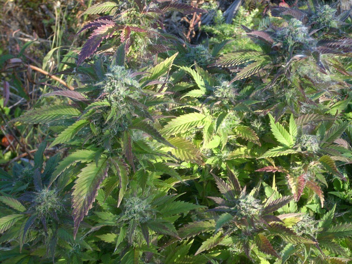 Looking for background info on my number one favourite outdoor strain 6