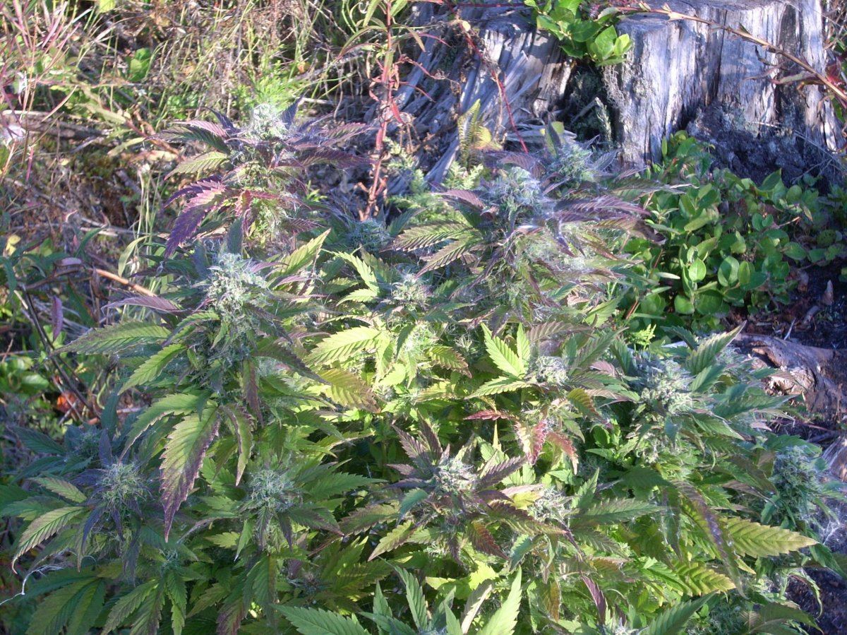 Looking for background info on my number one favourite outdoor strain 8
