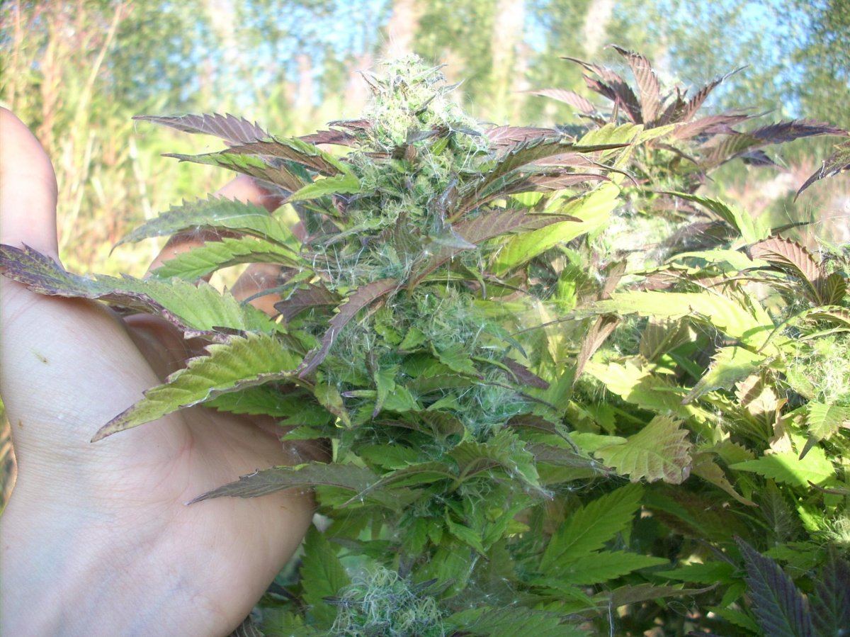 Looking for background info on my number one favourite outdoor strain 9