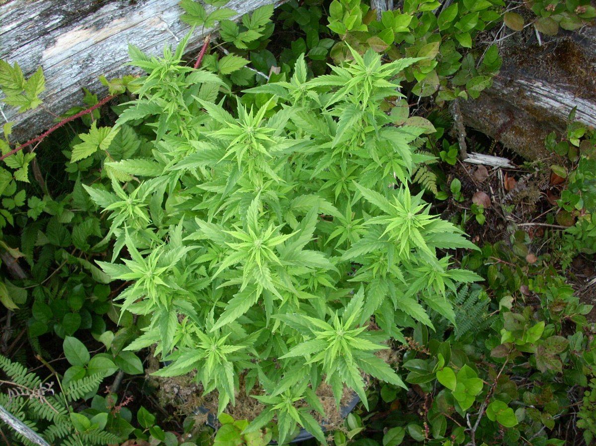Looking for background info on my number one favourite outdoor strain