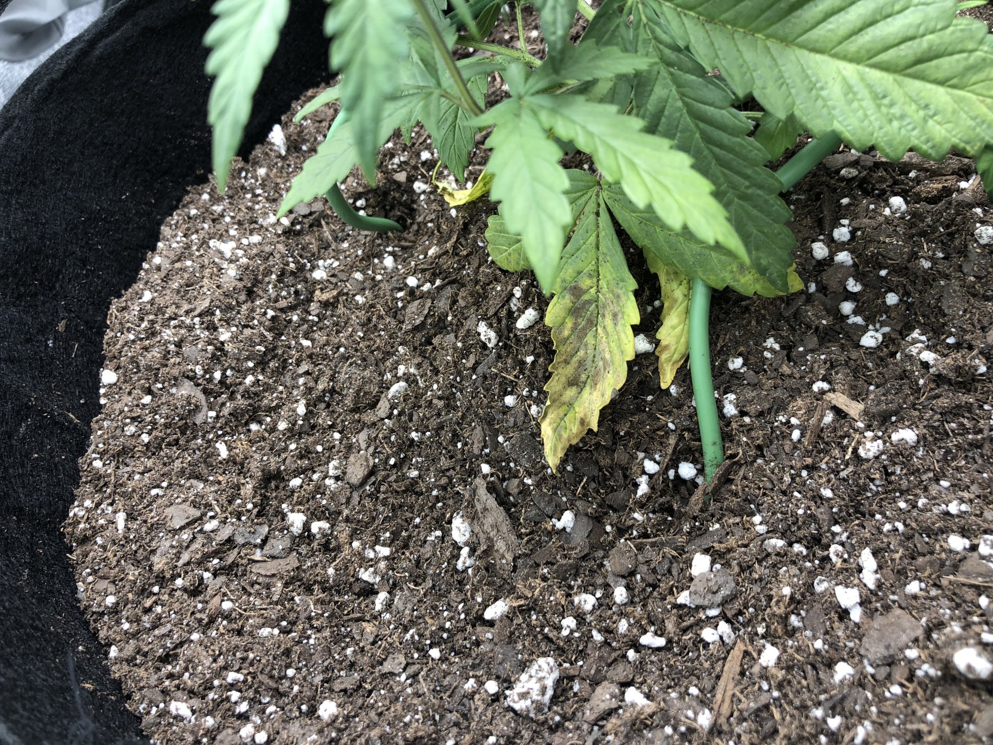 Looking for help first time growing