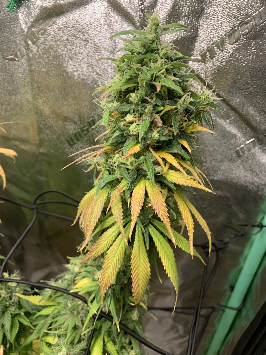 Looking for input how much more time before my plant is at its peak based on these photos 3