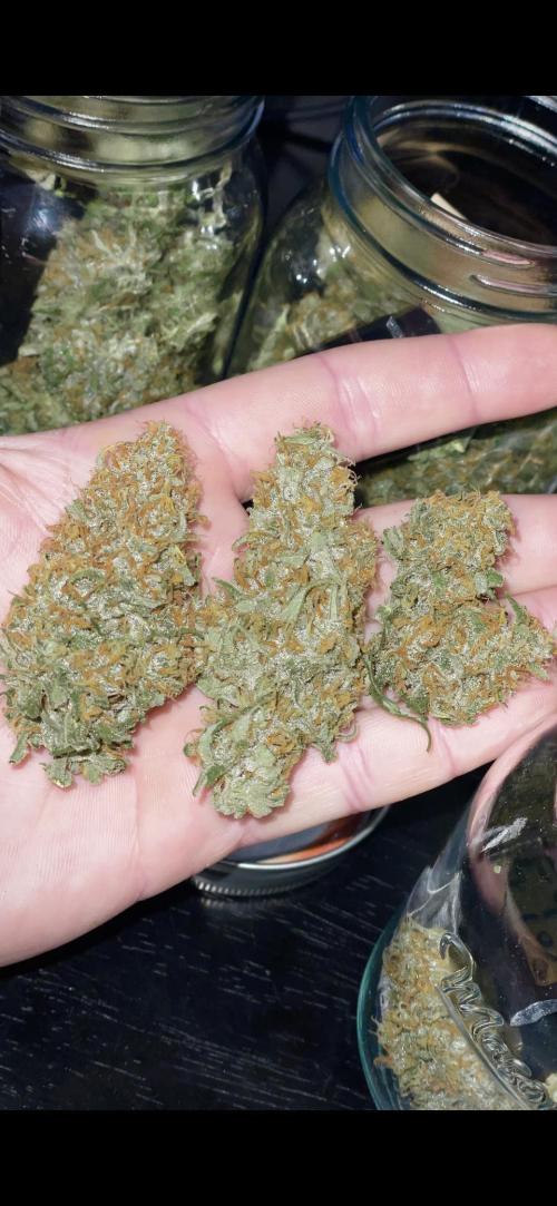 Looking for micro optimal strain suggestions from experience 4