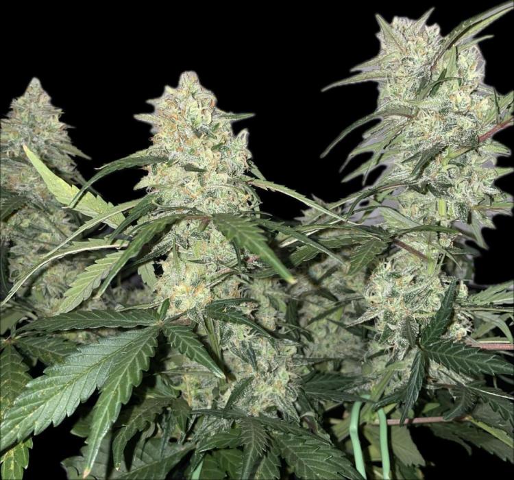 Looking for micro optimal strain suggestions from experience 5