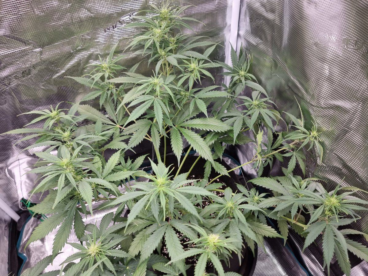Looking for opinions on the progress of my current first grow 6