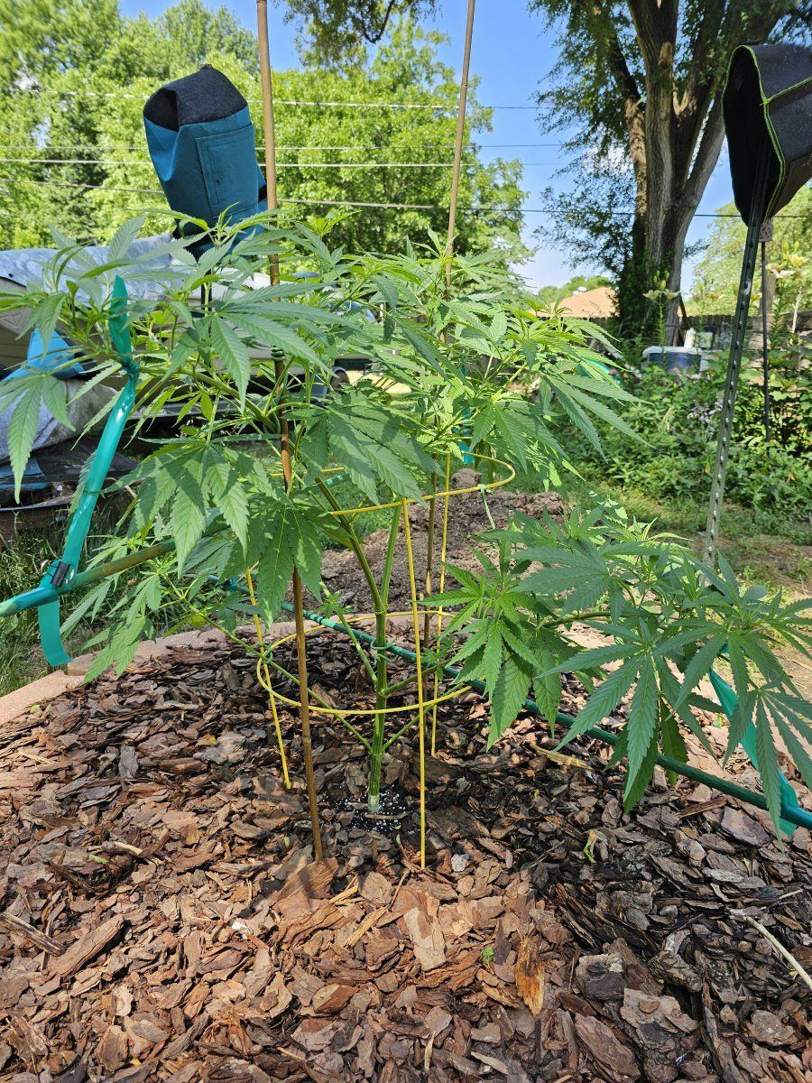 Looking for recommendations for keeping this blue dream 6 foot tall or less when finished 2