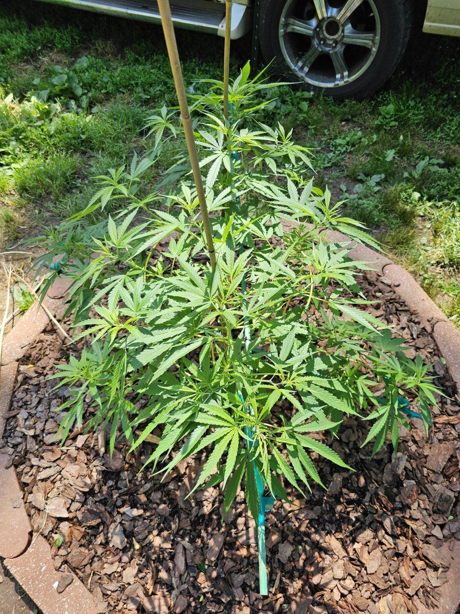 Looking for recommendations for keeping this blue dream 6 foot tall or less when finished 3