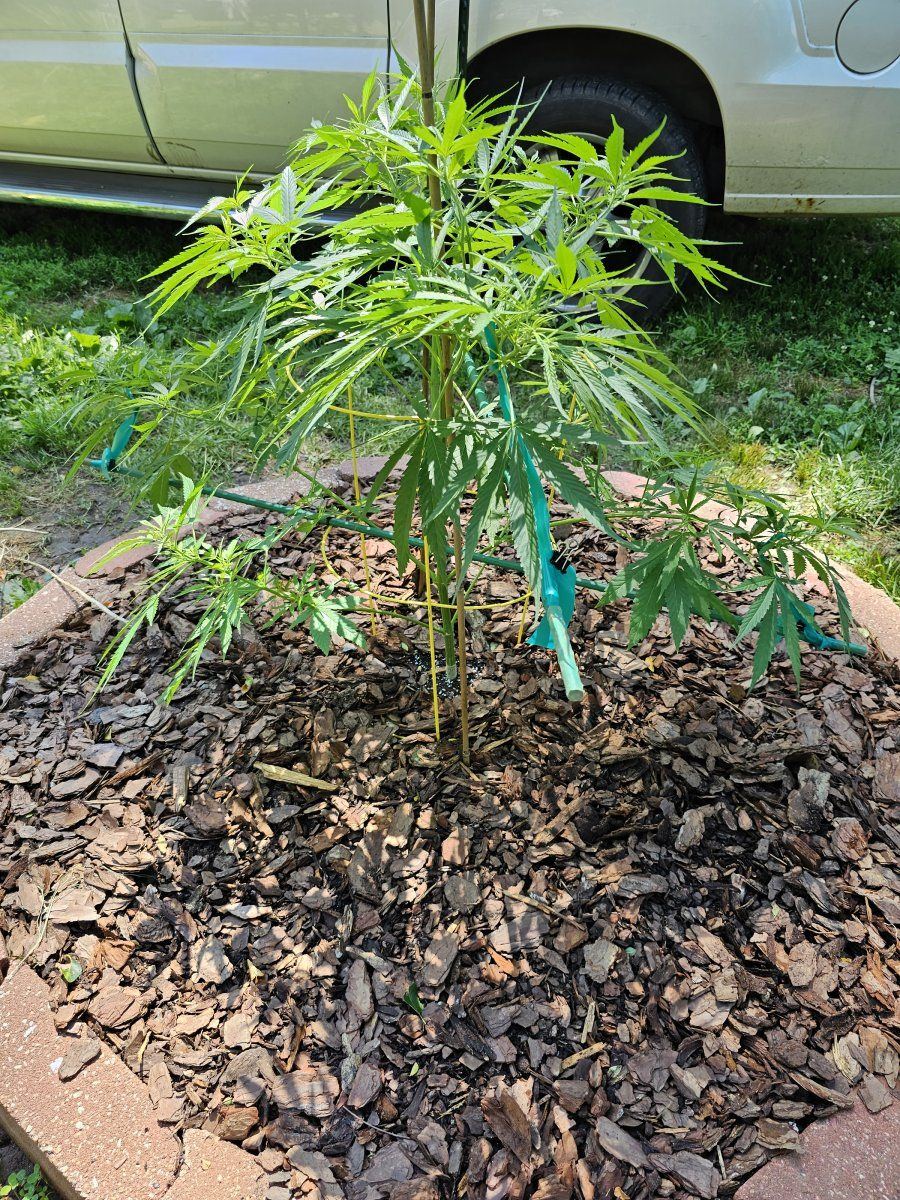 Looking for recommendations for keeping this blue dream 6 foot tall or less when finished 4