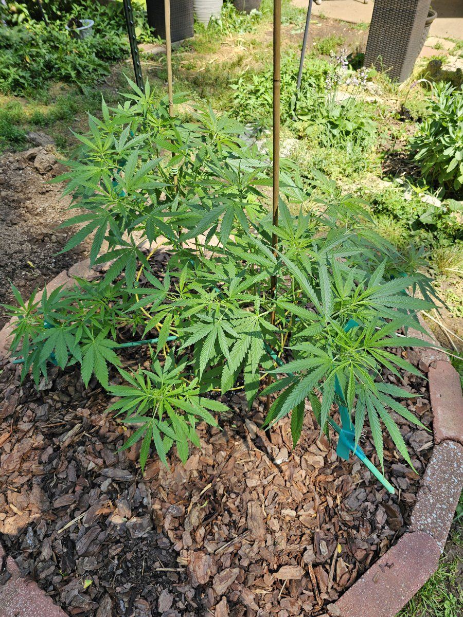 Looking for recommendations for keeping this blue dream 6 foot tall or less when finished 5