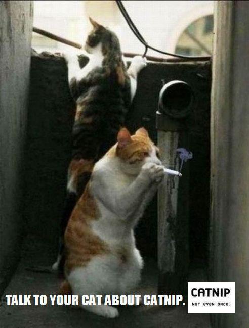 Lookout