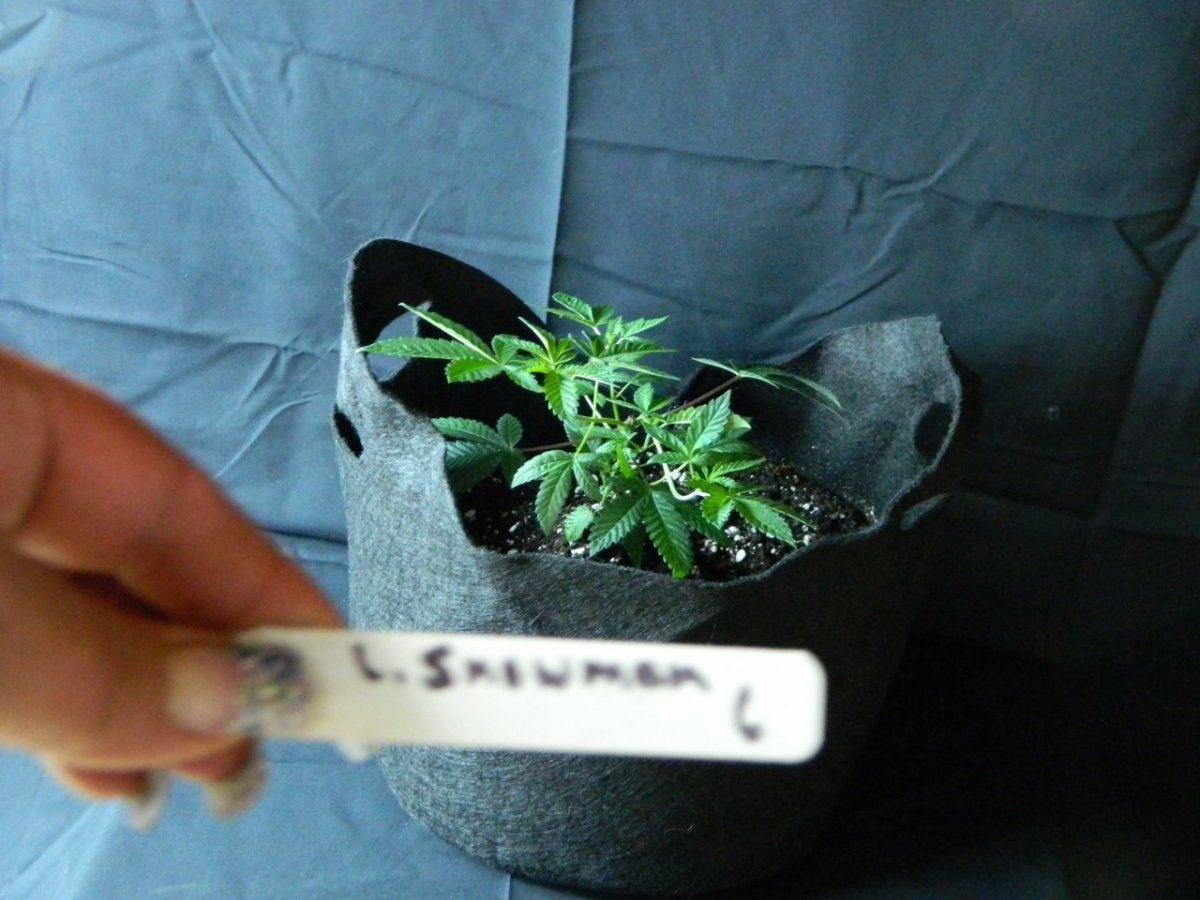 Loompa 001