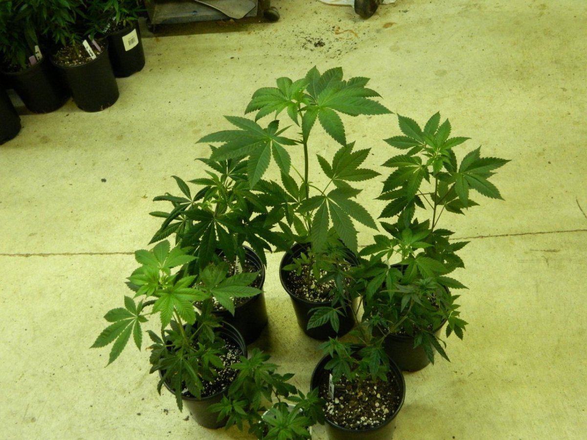 Loompa 011