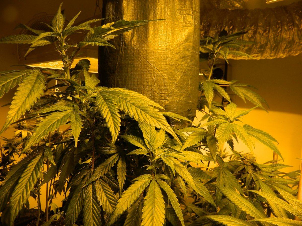 Loompa 012