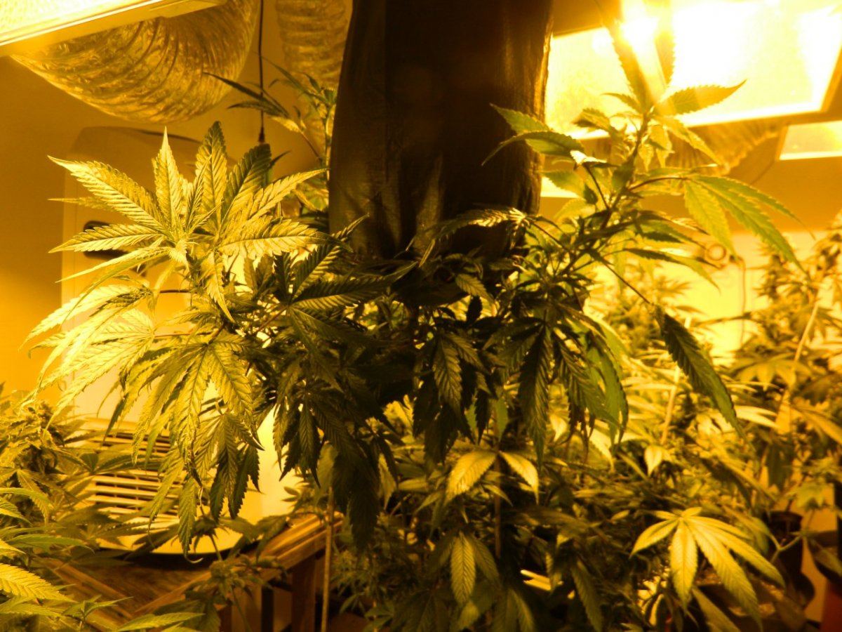 Loompa 013