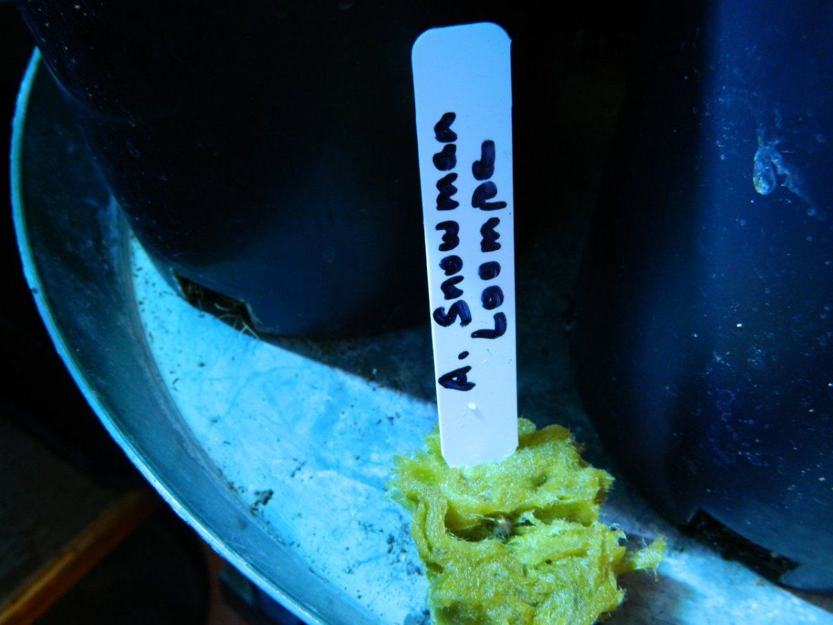 Loompa 2 day seeds in cloner 005