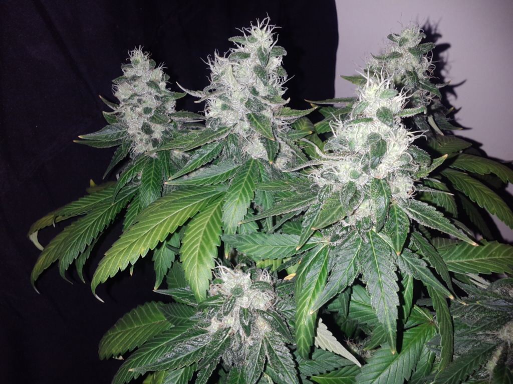 Loompa farms picture thread 4