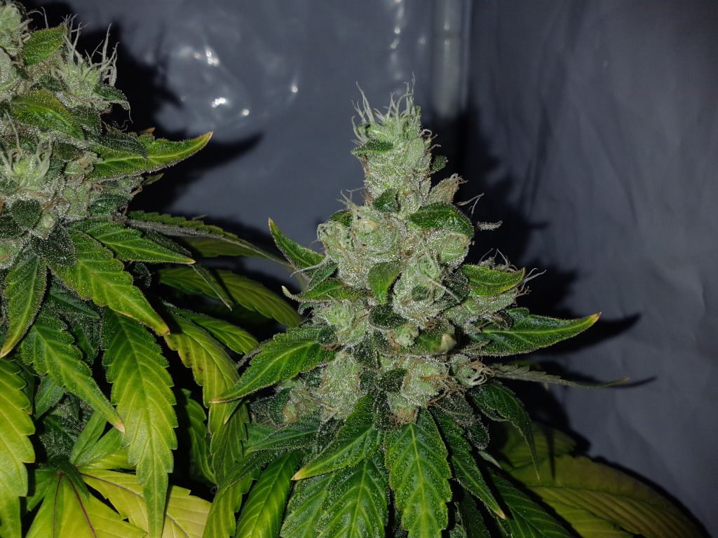 Loompa farms picture thread 5